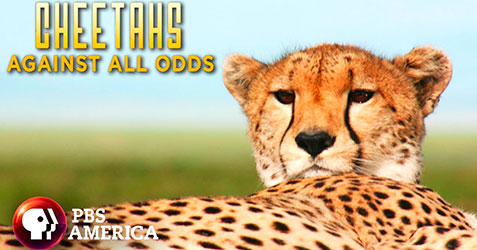 Cheetah Against All Odds