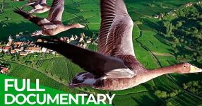 Birds of Passage - A Secret Journey Through the Skies
