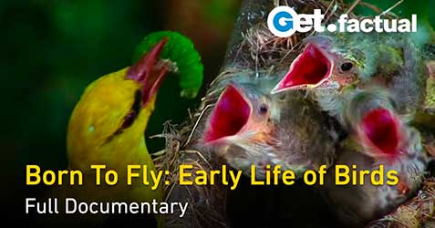 Born to Fly: Early Life Of Birds