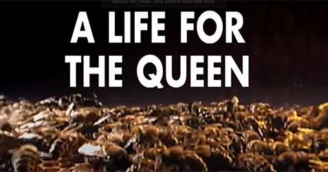 Bees: A Life for the Queen