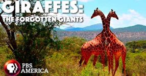 Giraffes: The Forgotten Giants