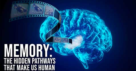 Memory: The Pathways That Make Us Human