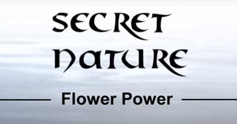 Secret Nature: Flower Power