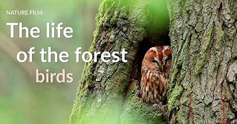 The Life of the Forest: Birds