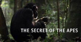 The Secret of the Apes