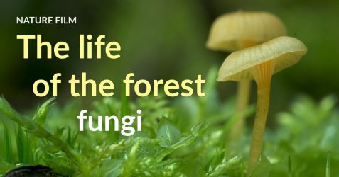 The life of the forest: Fungi