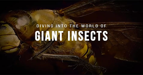 Diving Into the World of Giant Insects