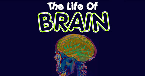 The Life of Brain [Unblocked] 66 EZ